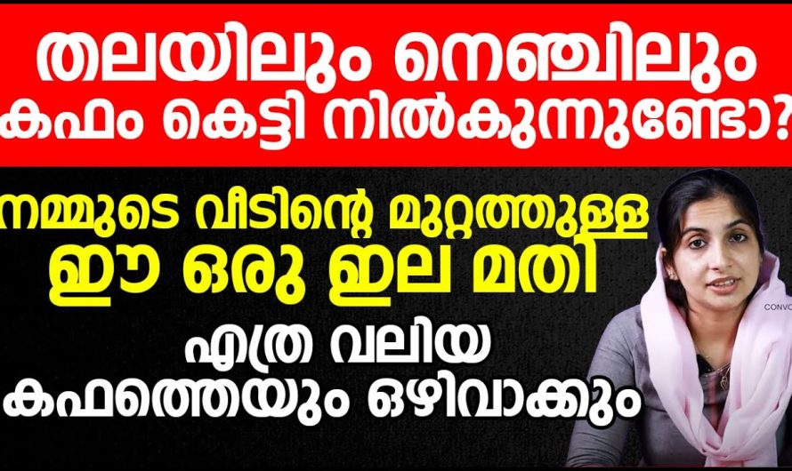 നെഞ്ചിൽ കഫം കെട്ടിനിൽക്കുന്നുണ്ടോ??  ഇതാ പരിഹാരം!