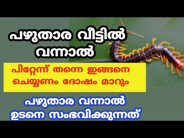 പഴുതാര വീട്ടിൽ വന്നാൽ എന്താണ് ഫലങ്ങൾ എന്തെല്ലാം വീട്ടിൽ സംഭവിക്കും