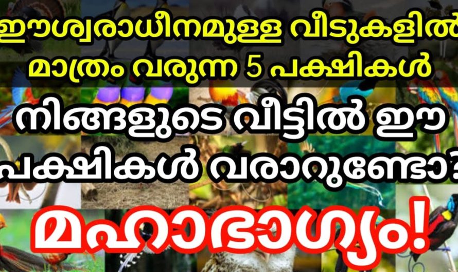 നിങ്ങളുടെ വീട്ടിൽ ഈ പക്ഷികൾ വരാറുണ്ടോ? മഹാഭാഗ്യം!