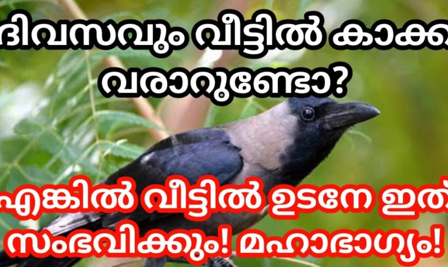 ദിവസവും വീട്ടിൽ കാക്ക വരാറുണ്ടോ? എങ്കിൽ വീട്ടിൽ ഉടനെ ഇത് സംഭവിക്കാൻ പോകുന്നു!