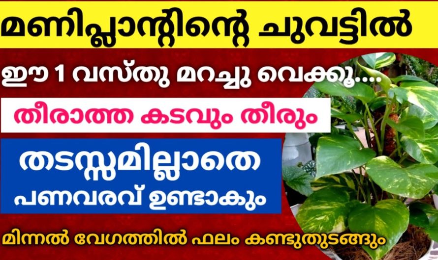 മണിപ്ലാന്റിന്റെ ചുവട്ടിൽ ഈ 1 വസ്തു മറച്ചു വെക്കൂ തീരാത്ത കടവും തീരും