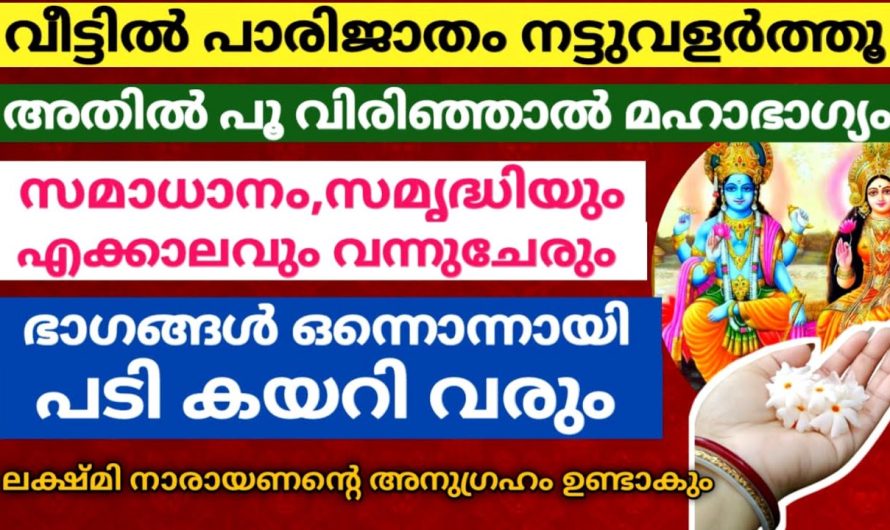 വീട്ടിൽ പാരിജാതം പൂവിടാറുണ്ടോ?? ഭാഗ്യം പടി കയറിവരും!