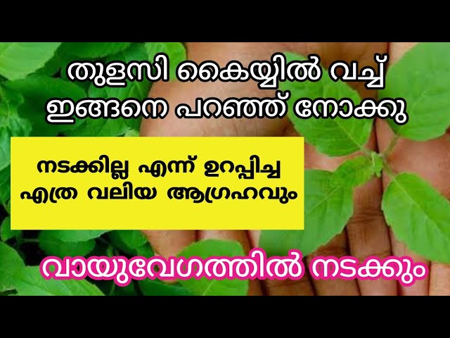 തുളസി കൈയ്യിൽ വച്ച് ഇങ്ങനെ പറയു ആഗ്രഹം വായു വേഗത്തിൽ നടക്കും