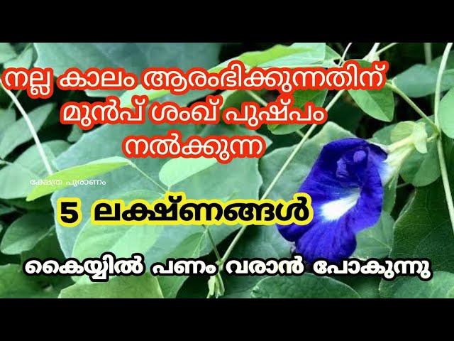 നല്ല കാലം ആരംഭിക്കുന്നതിനു മുൻപ് ശംഖ് പുഷ്പം നൽകുന്ന 5 ലക്ഷണങ്ങൾ