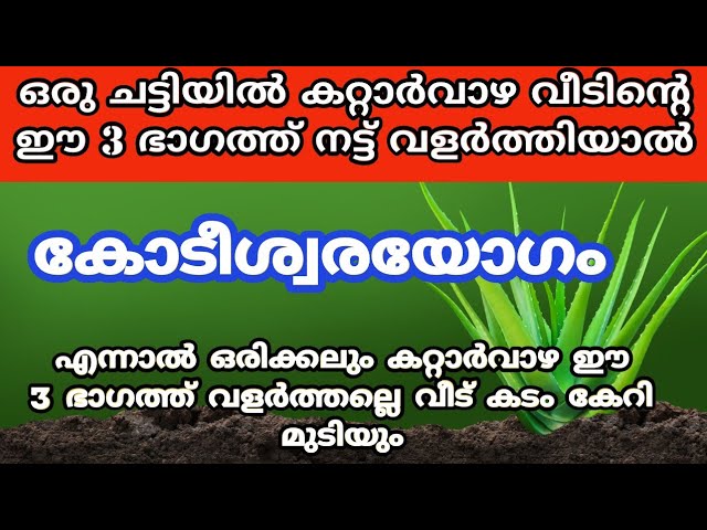 കറ്റാർവാഴ വീടിൻ്റെ ഈ 3 ഭാഗത്ത് വളർത്തു ആ വീട് രക്ഷപ്പെടും