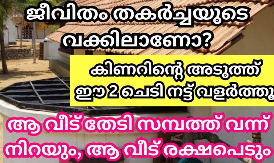 കിണറിന്റെ അടുത്ത്‌ ഈ 2 ചെടി നട്ട് വളർത്തിയാൽ ആ വീട് രക്ഷപെടും,