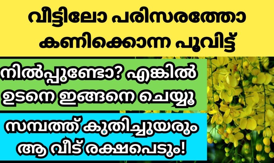 കണിക്കൊന്ന പൂവിട്ട് വീട്ടിലോ പരിസരത്തോ നിൽപ്പുണ്ടോ? എങ്കിൽ ഉടനെ ഇങ്ങനെ ചെയ്യൂ,