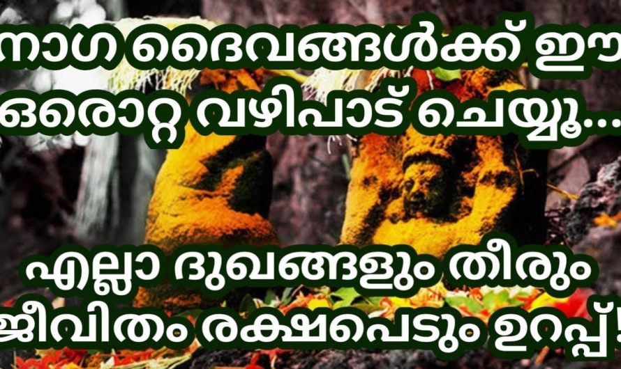 നാഗ ദൈവങ്ങൾക്ക് ഈ ഒരൊറ്റ വഴിപാട് മതി നിങ്ങളുടെ ജീവിതം രക്ഷപെടാൻ!