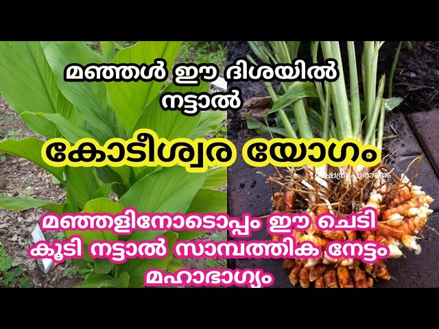 മഞ്ഞൾ ഈ ദിശയിൽ നട്ടാൽ കോടീശ്വര യോഗം….