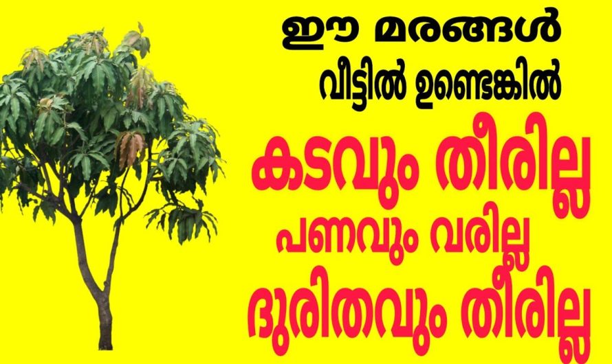 ഈ മരങ്ങൾ വീട്ടിലുണ്ടൊ, കടവും ഒഴിയില്ല , പണവും വരില്ല ദുരിതവും ഒഴിയില്ല