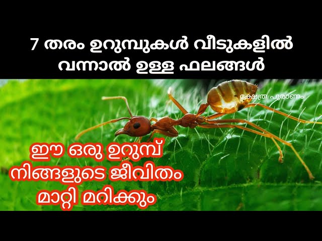 നിങ്ങളുടെ ജീവിതം മാറ്റിമറിക്കുന്ന ഉറുമ്പ്….