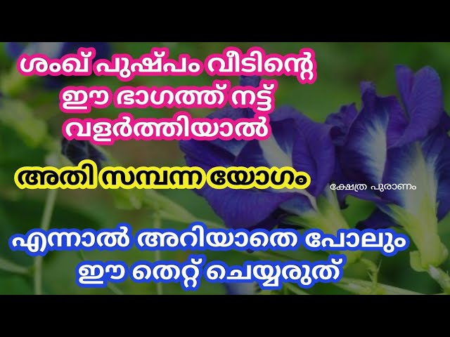 ശംഖ് പുഷ്പം വീടിന്റെ ഈ ഭാഗത്ത് നട്ട് വളർത്തിയാൽ കോടീശ്വരയോഗം…