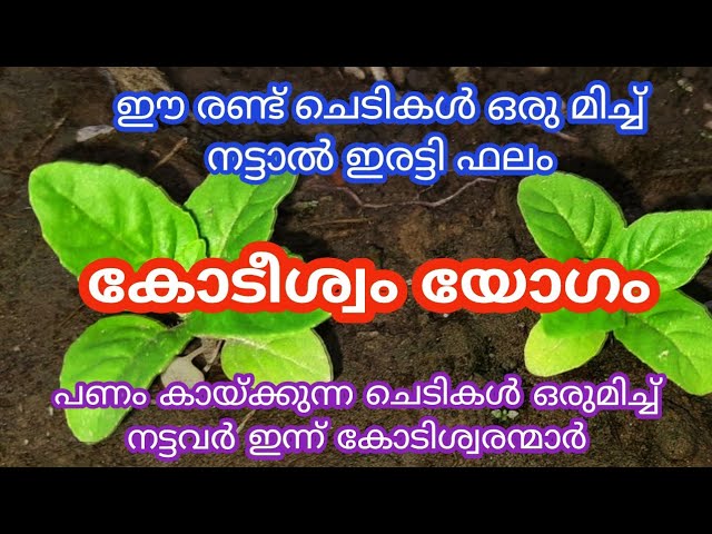 ഈ രണ്ടു ചെടികൾ ഒരുമിച്ച് നട്ടാൽ ഇരിട്ടി ഫലം… എത്ര ദുരിതത്തിലും ജീവിതത്തിൽ സൗഭാഗ്യം തേടി വരും….