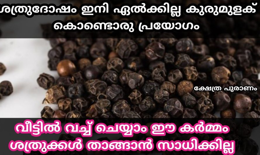 ശത്രുക്കൾ കാൽക്കൽ വീണ് മാപ്പ് ചോദിക്കാൻ കുരുമുളക് കൊണ്ടൊരു പ്രയോഗം