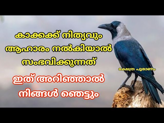 കാക്കക്ക് നിത്യവും ആഹാരം നൽകിയാൽ സംഭവിക്കുന്നത്.