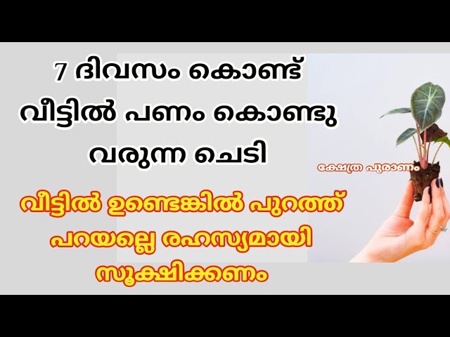 ഈ ചെടിയുടെ അൽഭുത ശക്തി അറിഞ്ഞാൽ ആരും നട്ട് വളർത്തും