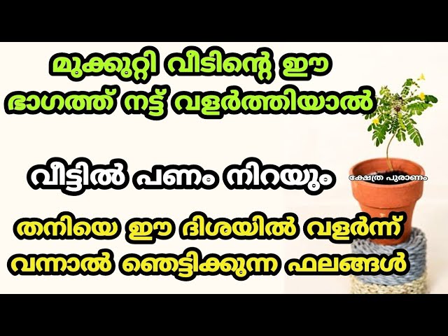 മുക്കുറ്റി വീടിൻ്റെ ഈ ദിശയിൽ നട്ട് വളർത്തു സൗഭാഗ്യങ്ങൾ തേടി എത്തും.