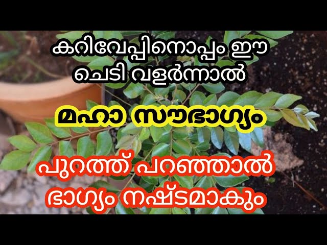 നല്ല കാലം പിറക്കുന്നതിന് മുൻപ് കറിവേപ്പിനൊപ്പം വളരുന്ന ചെടി