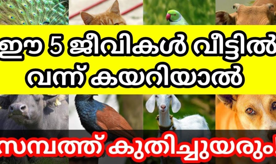 ഈ 5 ജീവികൾ വീട്ടിൽ വന്ന് കയറിയാൽ സമ്പത്ത് കുതിച്ചുയരും – കോടീശ്വരയോഗം