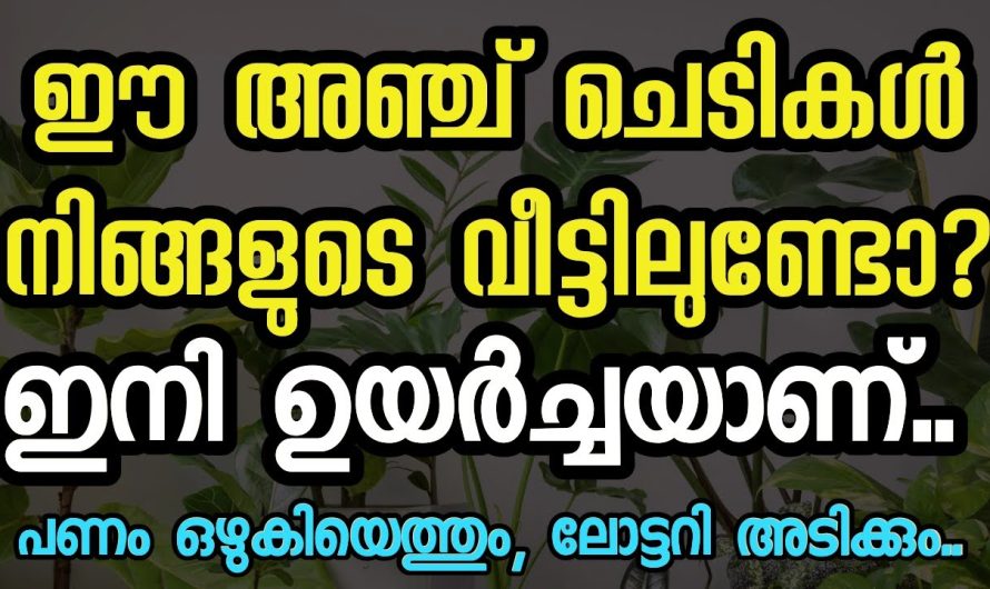 ഈ അഞ്ച് ചെടികൾ നിങ്ങളുടെ വീട്ടിൽ ഉണ്ടോ? എങ്കിൽ സർവ്വ ഉയർച്ചയാണ്..