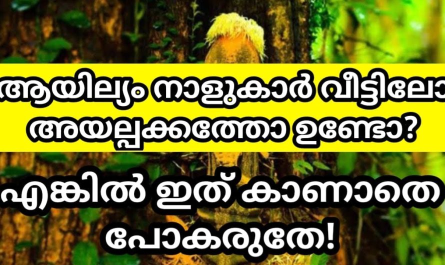 ആയില്യം നക്ഷത്രക്കാർ  അറിയേണ്ട 5 കാര്യങ്ങൾ – കാണാതെ പോകരുതേ