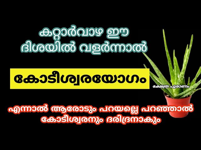 വീട്ടിൽ കറ്റാർവാഴഉണ്ടോ ഈ 6 തെറ്റ് ചെയ്യല്ലെ ഭാഗ്യം നഷ്ടമാകും…