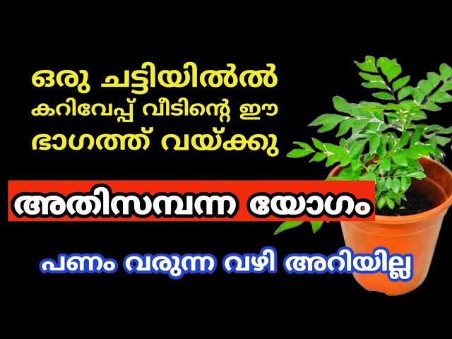 ഒരു കറിവേപ്പ് മാത്രം നട്ട് കടം വീട്ടാനുള്ള അൽഭുത വിദ്യ.