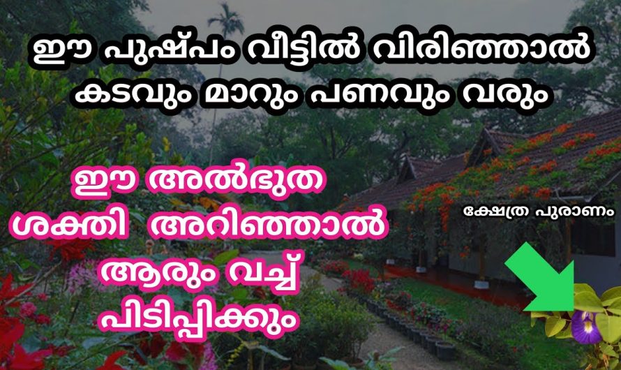 ഈ അൽഭുത ശക്തി അറിഞ്ഞാൽ ആരും വച്ച് പിടിപ്പിക്കും…