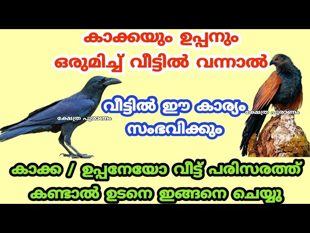 കാക്ക / ഉപ്പനെ ഒരെ ദിവസം കണ്ടാൽ വീട്ടിൽ ഇത് നടക്കും.