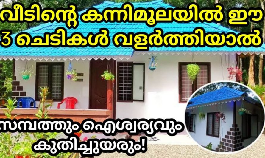 വീടിന്റെ കന്നിമൂലയിൽ ഈ 3 ചെടികൾ വളർത്തിയാൽ ഐശ്വര്യം സമ്പത്ത് കുതിച്ചുയരും,