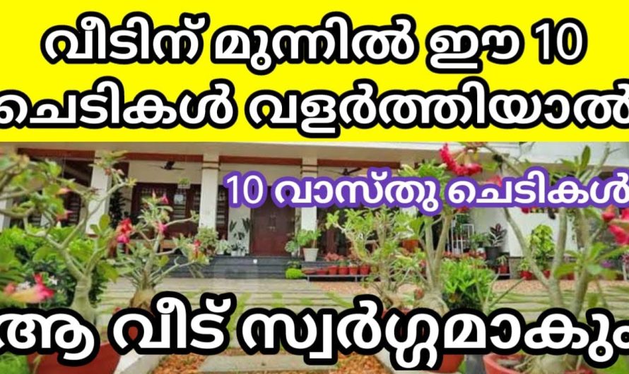 വീടിന്‌ മുന്നിൽ ഈ 10 ചെടികൾ വളർത്തിയാൽ ആ വീട് സ്വർഗ്ഗമാകും! 10 വാസ്തു ചെടികൾ ഇവ