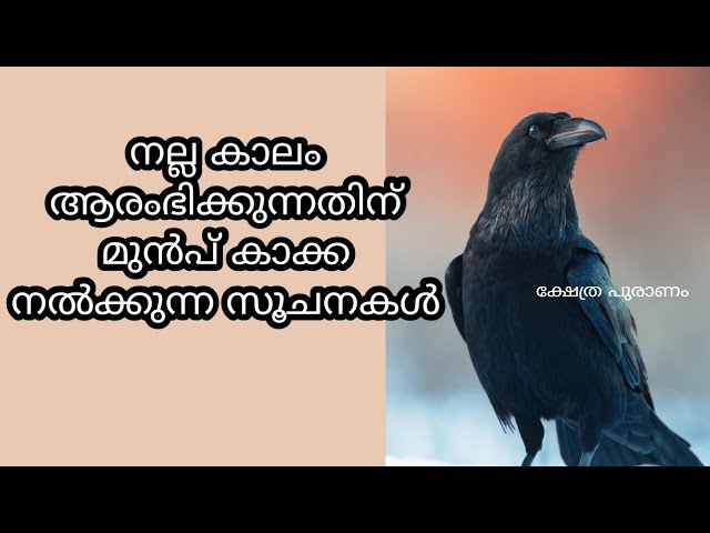 നല്ല കാലം ആരംഭിക്കുന്നതിന് മുൻപ് കാക്ക നൽക്കുന്ന സൂചനകൾ