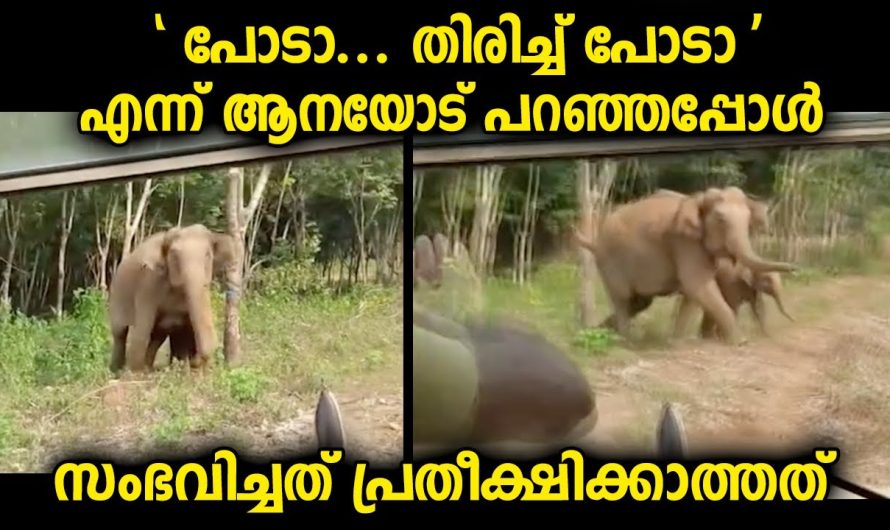 ഫോറസ്ററ് ഉദ്യോഗസ്ഥർ വാഹനത്തിൽ കാട്ടിലൂടെ പോകുന്നതിനിടയിൽ അപ്രതീക്ഷിത സംഭവം