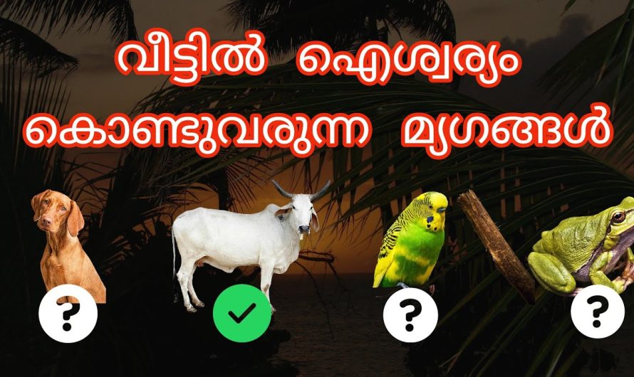 ഈ മ്യഗങ്ങൾ വീട്ടിൽ വന്നാൽ സർവ്വ ഐശ്വര്യം