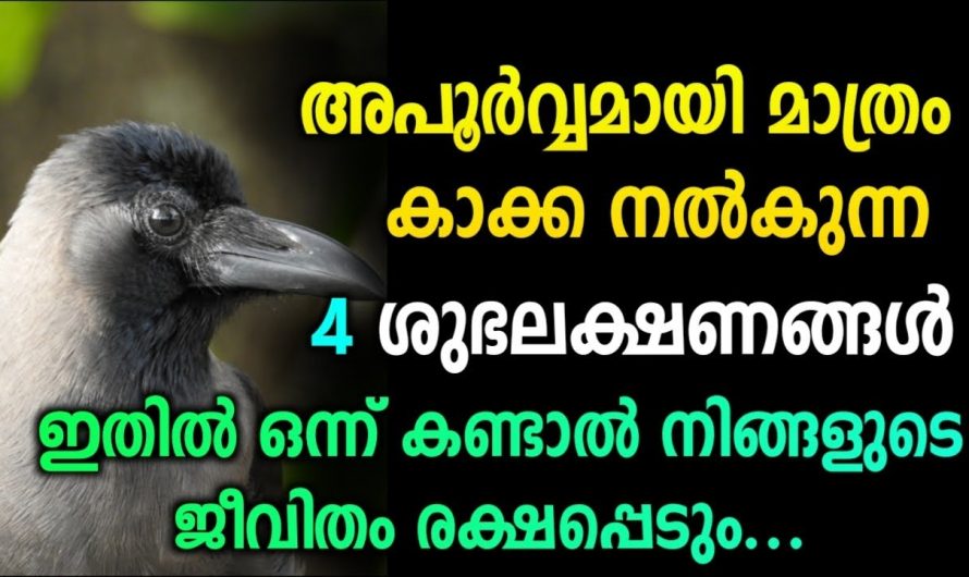 അപൂർവമായി മാത്രം കാക്ക നൽകുന്ന 4 ലക്ഷണങ്ങൾ | ഇതിൽ ഒന്ന് കണ്ടാൽ ജീവിതം രക്ഷപെട്ടു…