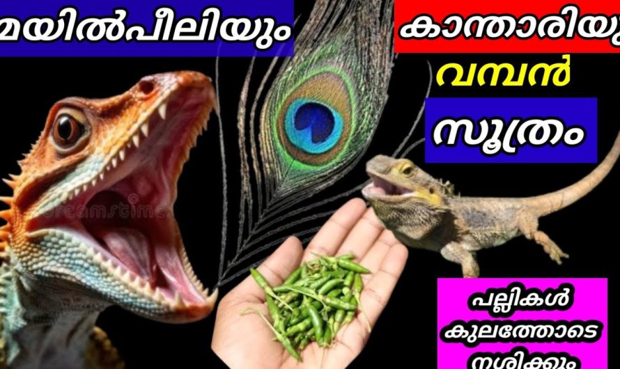 വീട്ടിൽ കാന്താരിമുളകും മയിൽപീലിയും ഉണ്ടോ? ഇനി ഒറ്റ പല്ലി പോലും വീടിൻറെ പരിസരത്ത് അടുക്കില്ല