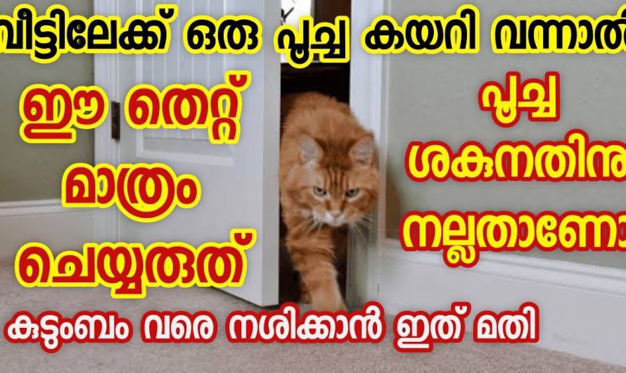 അനുഭവം ഗുരു 🙏 അറിയാതെ പോലും പൂച്ചയോട് ഇങ്ങനെ ചെയ്യരുത്