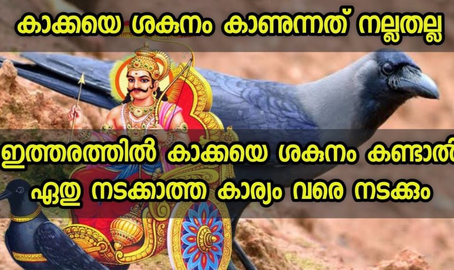 ഏതു നടക്കാത്ത കാര്യവും നടക്കും കാക്കയെ ഇങ്ങനെ ശകുനം കണ്ടാൽ