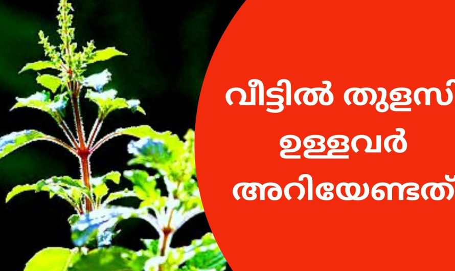 തുളസി വീട്ടിൽ അപകടം വിളിച്ച് വരുത്തുന്നത് എങ്ങനെ