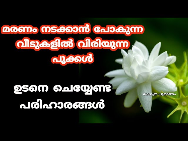 മരണം നടക്കാൻ പോകുന്ന വീട്ടിൽ വിരിയുന്ന പുഷ്പങ്ങൾ….