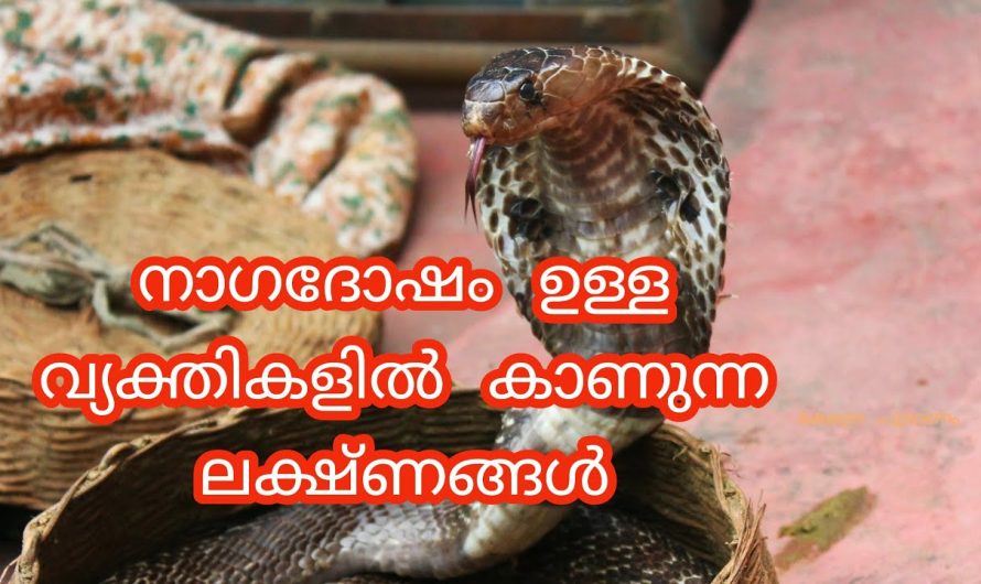 നാഗ ദോഷം ഉള്ള വ്യക്തികളുടെ ജീവിതത്തിൽ സംഭവിക്കുന്നത്