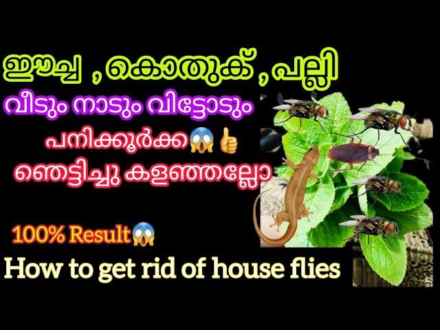 ഇങ്ങനെ ചെയ്യൂ ഈച്ച കൊതുക് പല്ലി വീട് വിട്ടോടും