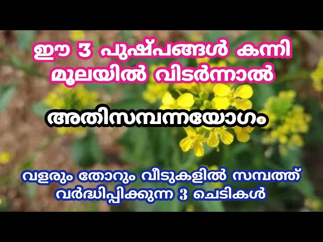 കന്നിമൂലയിൽ വളരും തോറും വീടുകളിൽ സമ്പത്ത് വർദ്ധിപ്പിക്കുന്ന 3 ചെടികൾ.