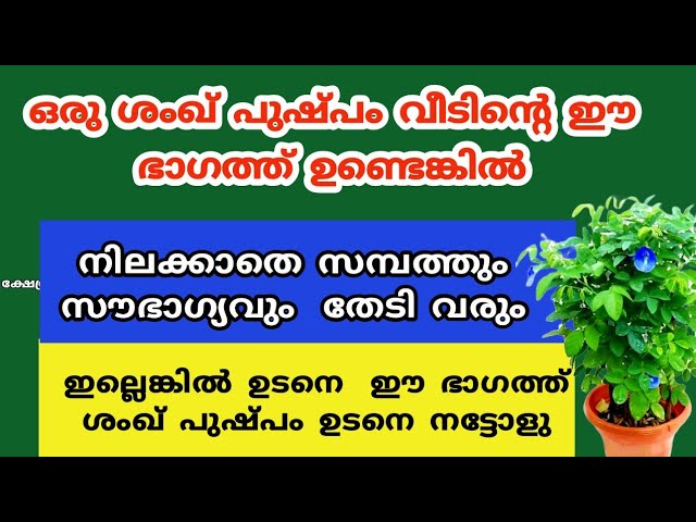 വീടിൻ്റെ ഈ ദിശയിൽ ശംഖ് പുഷ്പംനടു സൗഭാഗ്യവും തേടി വരും