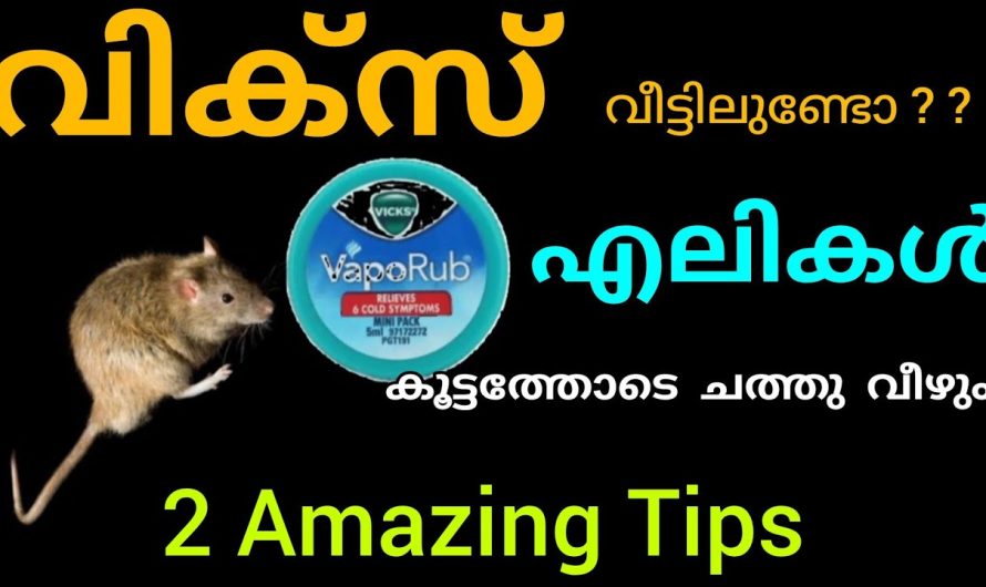 എലികൾ കൂട്ടത്തോടെ ച..ത്തു വീഴും ഒരല്‍പ്പം വിക്സ് മാത്രം മതി