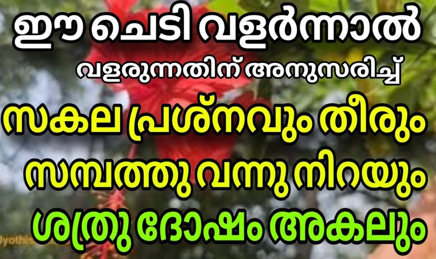 ഈ ചെടി ഇങ്ങനെ വച്ചാൽ വീട്ടിലെ പ്രശ്നവും തീരും സമ്പത്തും കൂടും