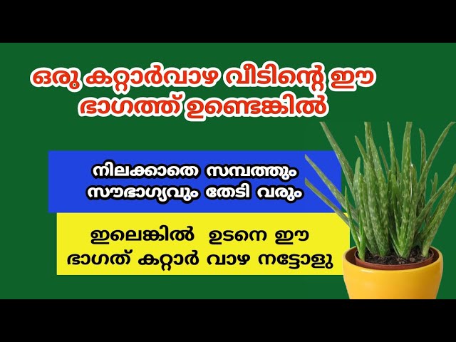 നിങ്ങളുടെ വീടിന്റെ ഈ ദിശയിൽ കറ്റാർവാഴ ഉണ്ടോ..?  മഹാഭാഗ്യം..