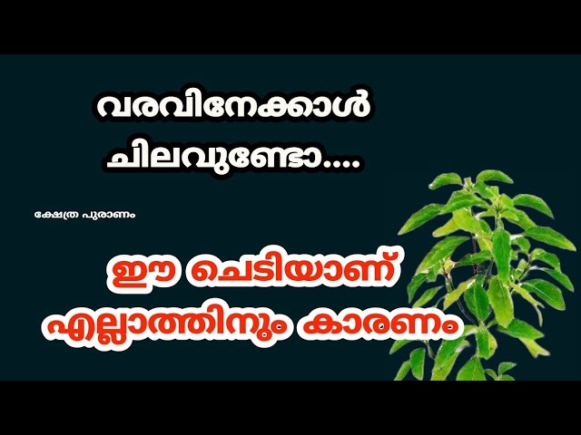 വീട്ടിൽ കൈയ്യിൽ പണം നിൽക്കുന്നില്ല ഈ ചെടിയാണ് കാരണം