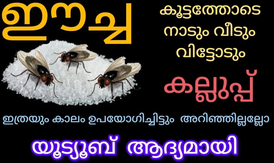 ഈച്ച കൂട്ടത്തോടെ നാടും വീടും വിട്ടോടും