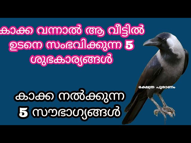 കാക്കക്ക് നിത്യവും ഈ കാര്യം ചെയ്താൽ സമ്പത്തും ഐശ്വര്യവും കുതിച്ച് ഉയരും.